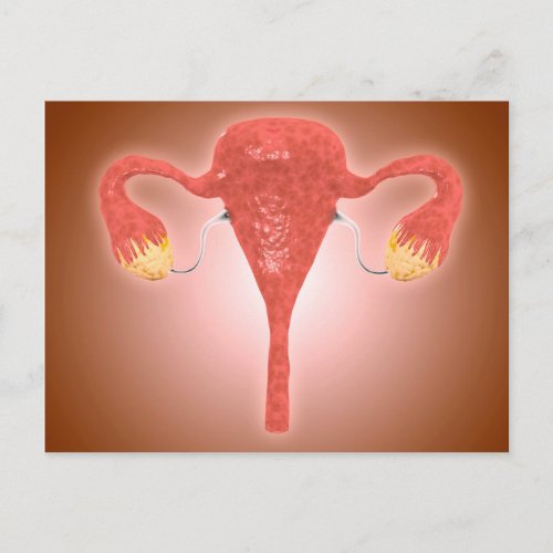 Anatomy Of Female Uterus With Ovaries Postcard