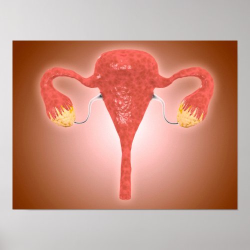 Anatomy Of Female Uterus With Ovaries Poster