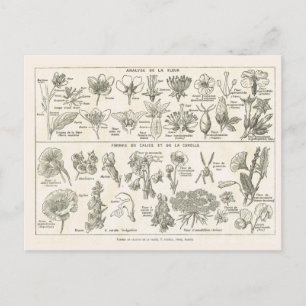 Anatomy of flowers postcard