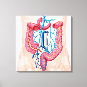 Anatomy Of Human Abdominal Vein System Canvas Print