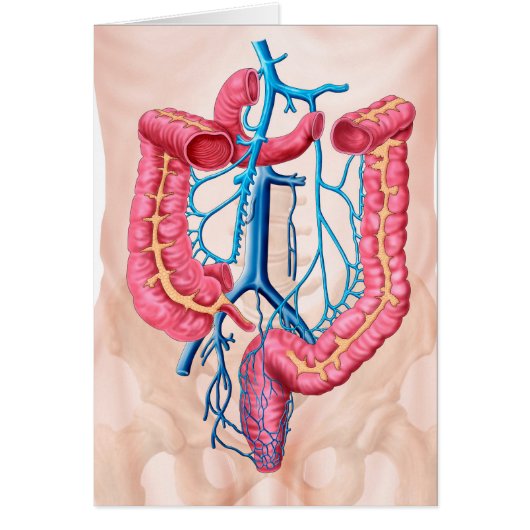 Anatomy Of Human Abdominal Vein System Cards (Front)