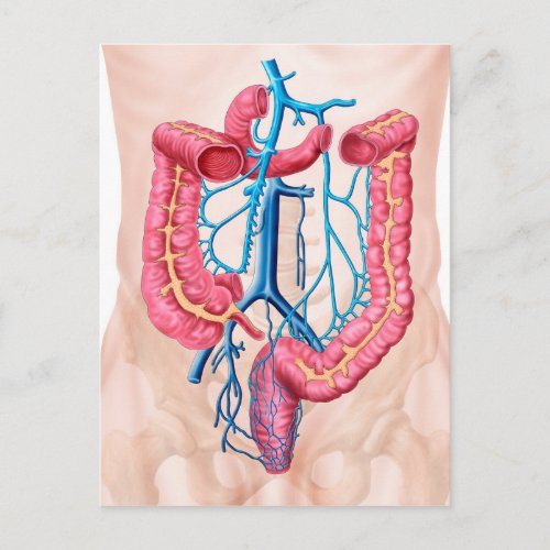 Anatomy Of Human Abdominal Vein System Postcard