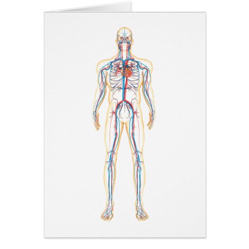 Anatomy Of Human Body And Circulatory System