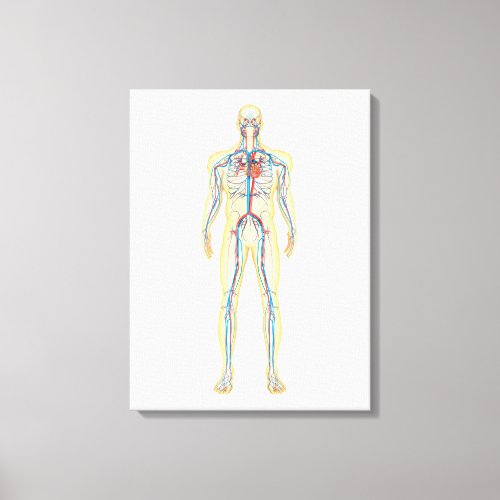 Anatomy Of Human Body And Circulatory System Canvas Print