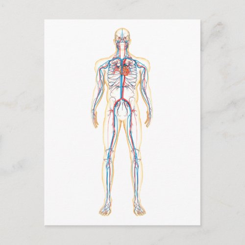 Anatomy Of Human Body And Circulatory System Postcard