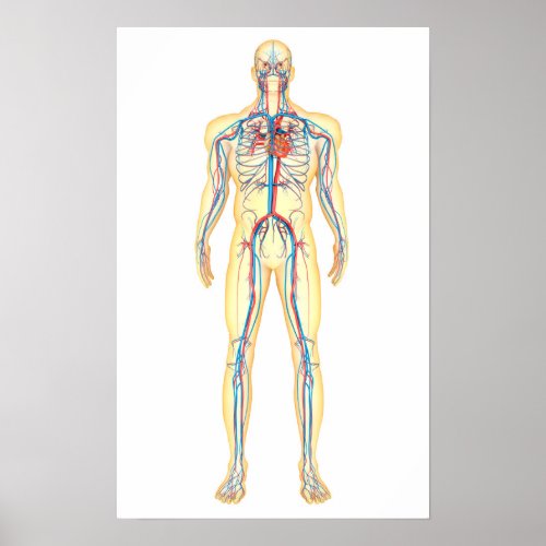 Anatomy Of Human Body And Circulatory System Poster