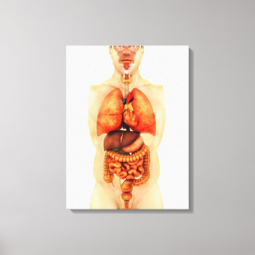 Anatomy Of Human Body Showing Whole Organs 1 Canvas Print