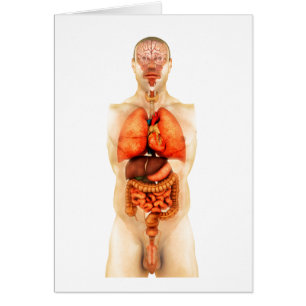 Anatomy Of Human Body Showing Whole Organs 1 Cards