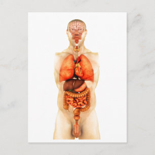 Anatomy Of Human Body Showing Whole Organs 1 Postcard