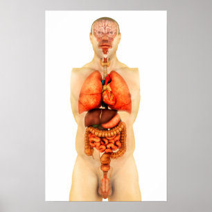 Anatomy Of Human Body Showing Whole Organs 1 Poster
