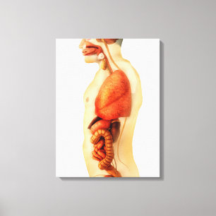 Anatomy Of Human Body Showing Whole Organs 2 Canvas Print