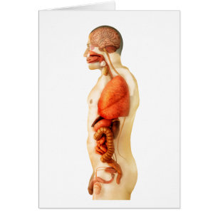 Anatomy Of Human Body Showing Whole Organs 2 Cards