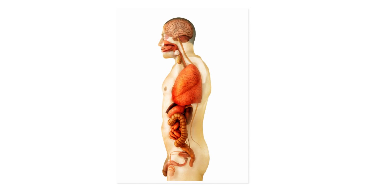 Anatomy Of Human Body Showing Whole Organs 2 Postcard | Zazzle.com