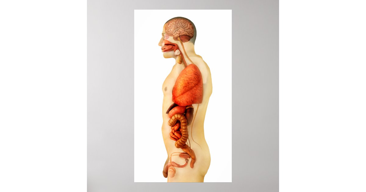 Anatomy Of Human Body Showing Whole Organs 2 Poster | Zazzle.com