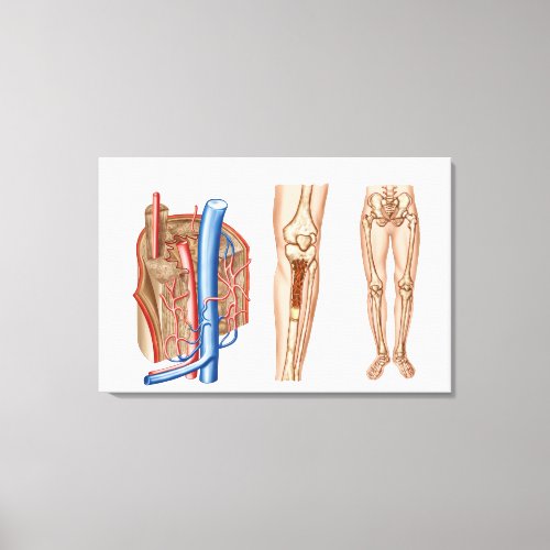 Anatomy Of Human Bone Marrow Canvas Print