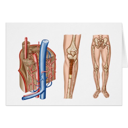 Anatomy Of Human Bone Marrow Cards (Front Horizontal)