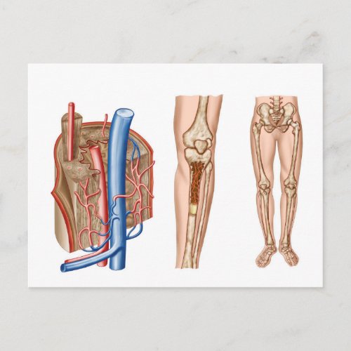 Anatomy Of Human Bone Marrow Postcard