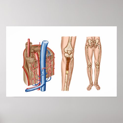 Anatomy Of Human Bone Marrow Poster