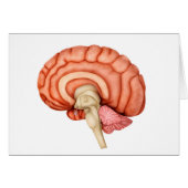 Anatomy Of Human Brain, Side View 1 (Front Horizontal)