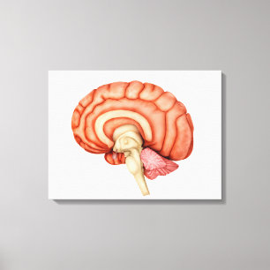 Anatomy Of Human Brain, Side View 1 Canvas Print