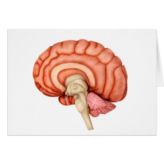 Anatomy Of Human Brain, Side View 1 Cards (Front Horizontal)