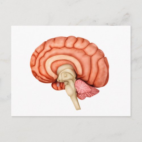 Anatomy Of Human Brain Side View 1 Postcard