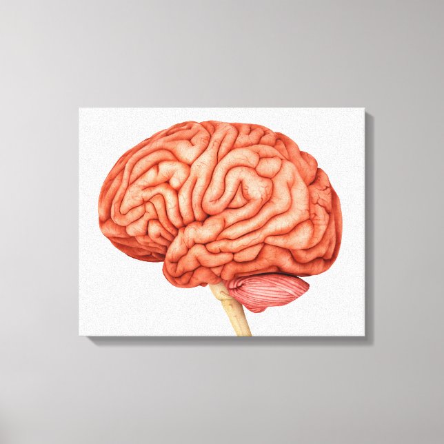 Anatomy Of Human Brain, Side View 2 Canvas Print (Front)