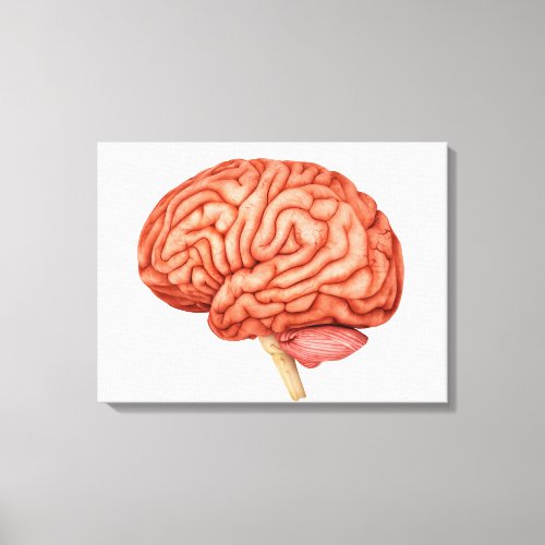 Anatomy Of Human Brain Side View 2 Canvas Print