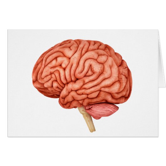 Anatomy Of Human Brain, Side View 2 Cards (Front Horizontal)