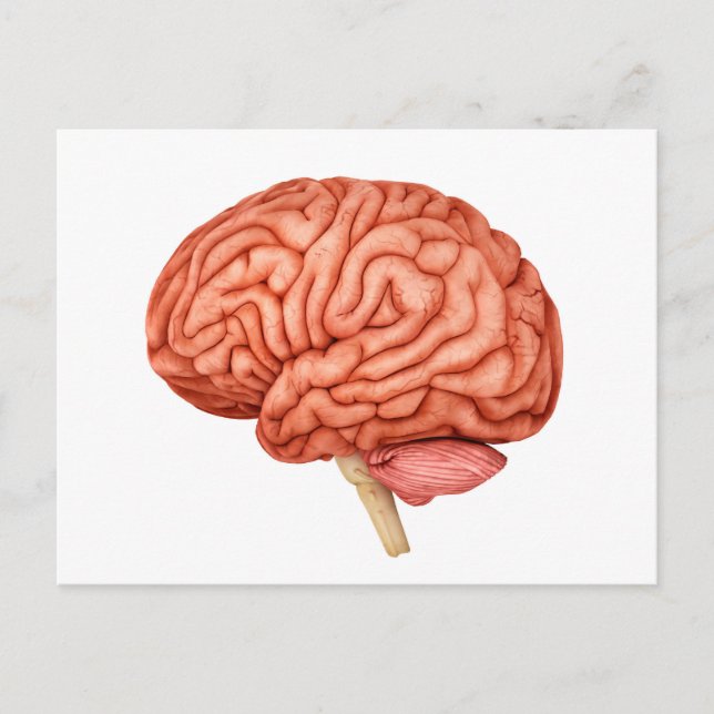 Anatomy Of Human Brain, Side View 2 Postcard (Front)