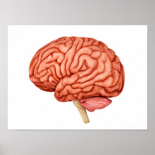 Anatomy Of Human Brain Side View 2 Poster