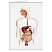 Anatomy Of Human Digestive System (Front)