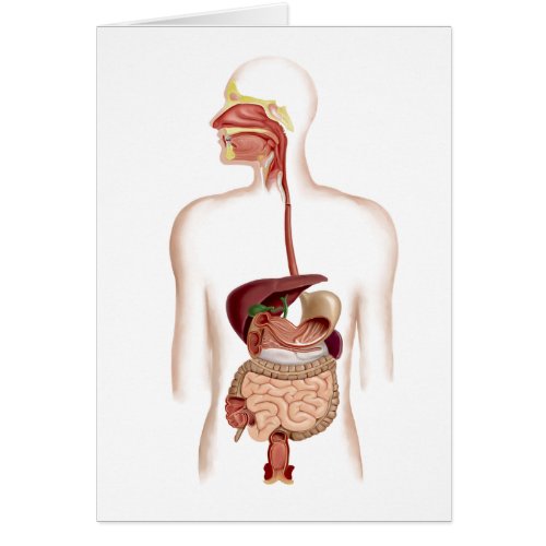 Anatomy Of Human Digestive System