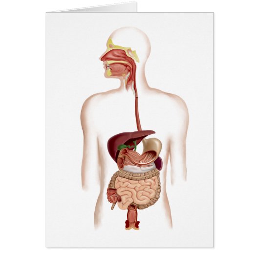 Anatomy Of Human Digestive System Cards (Front)