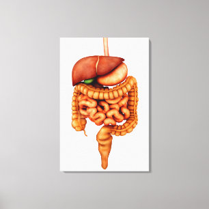 Anatomy Of Human Digestive System, Front View Canvas Print