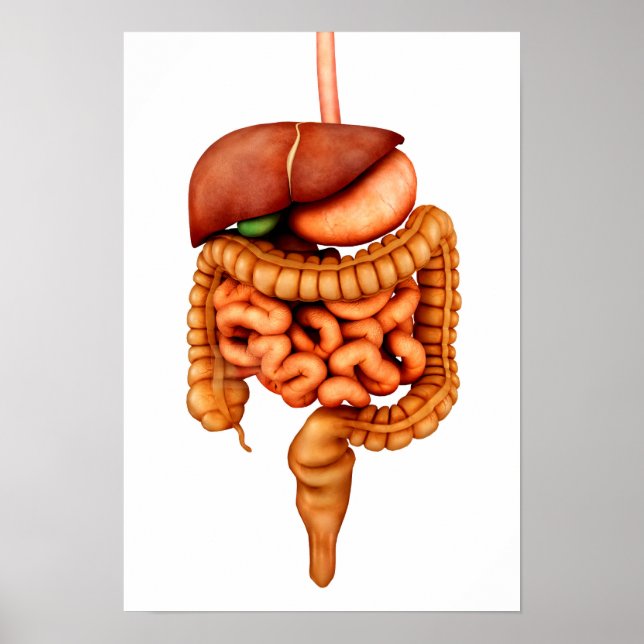 Anatomy Of Human Digestive System, Front View Poster (Front)