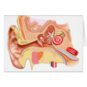 Anatomy Of Human Ear (Front Horizontal)