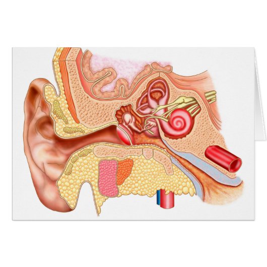 Anatomy Of Human Ear Cards (Front Horizontal)