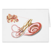 Anatomy Of Human Ear, Membranous Labyrinth (Front Horizontal)