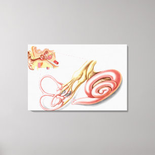 Anatomy Of Human Ear, Membranous Labyrinth Canvas Print