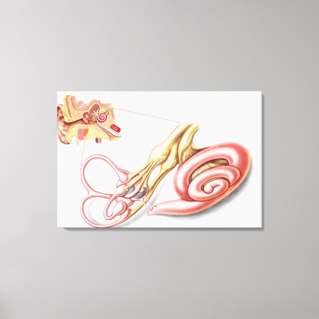 Anatomy Of Human Ear, Membranous Labyrinth Canvas Print (Front)