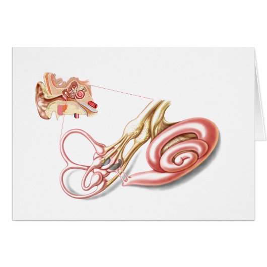 Anatomy Of Human Ear, Membranous Labyrinth Cards (Front Horizontal)