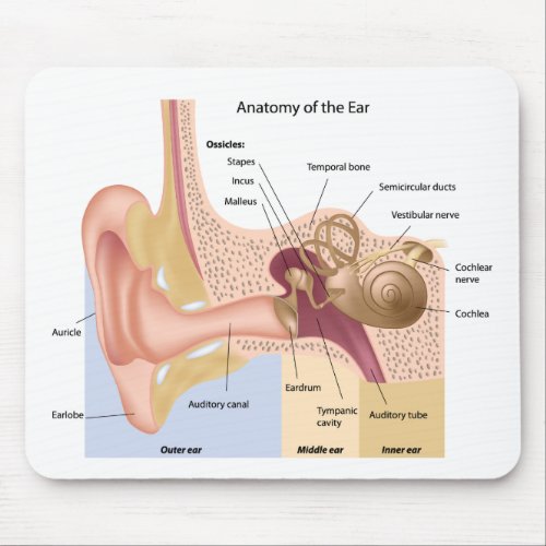 Anatomy of Human Ear Mousepad
