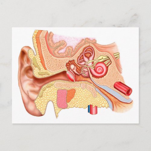 Anatomy Of Human Ear Postcard