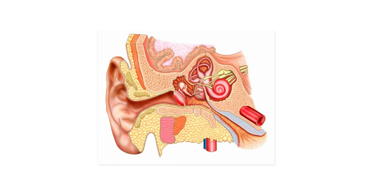 Anatomy Of Human Ear Postcard | Zazzle.com