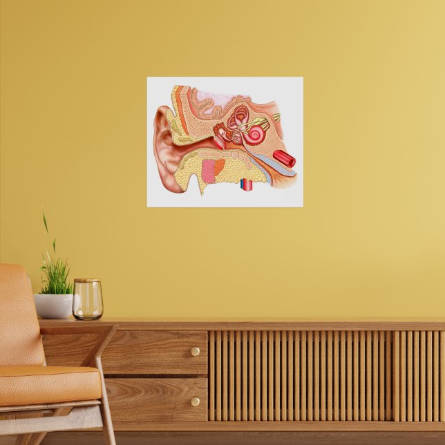 Anatomy Of The Cochlea Of Human Ear Poster Zazzle