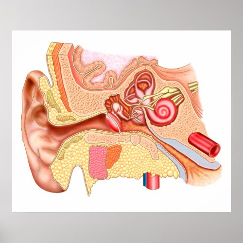 Anatomy Of Human Ear Poster