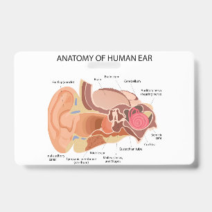 Anatomy of human ears badge