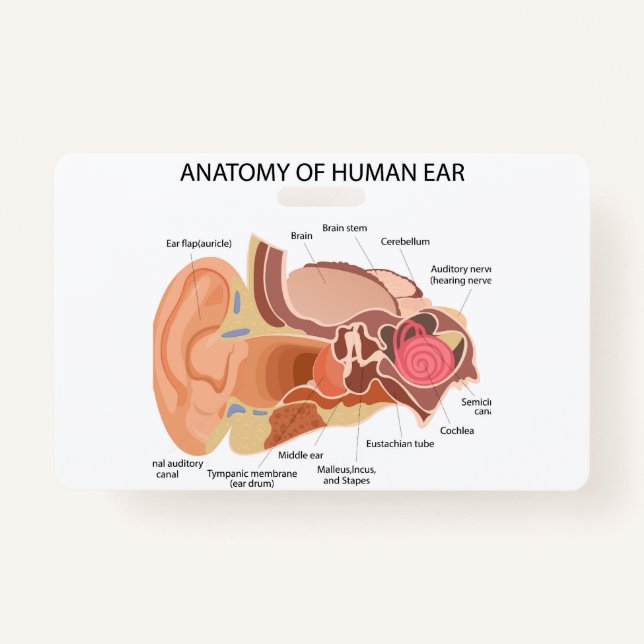 Anatomy of human ears badge (Front)