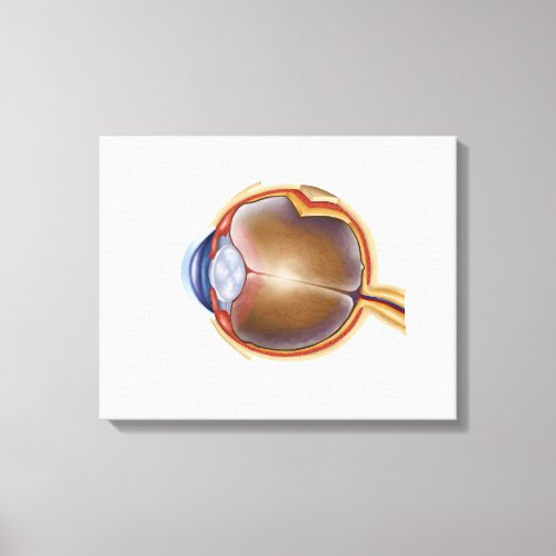 Anatomy Of Human Eye Canvas Print